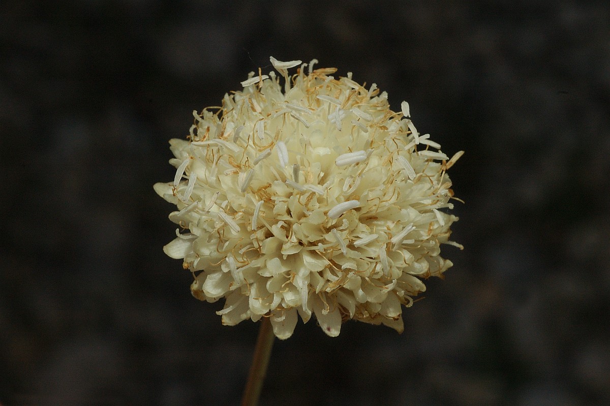 Cephalaria leucantha